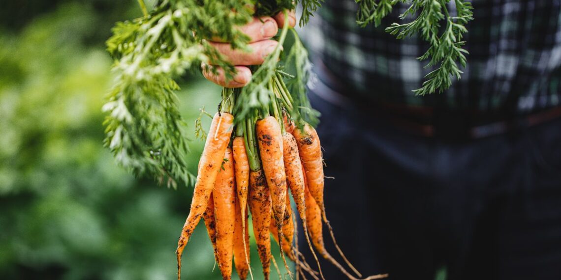Harvard professor claims eating organic food is a 'total con'