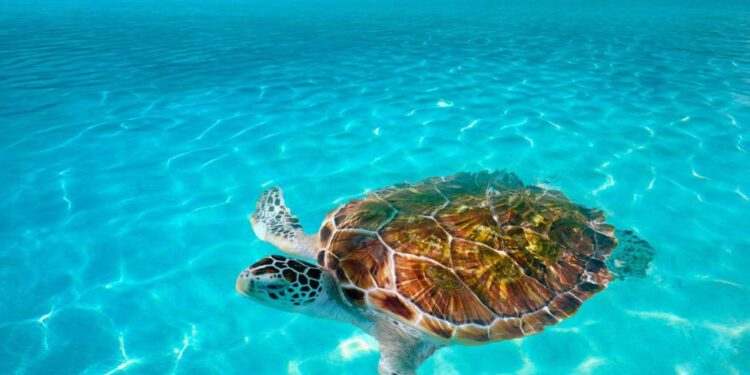 Conoce Isla Mujeres en tu próximo viaje a Cancún - Te interesa