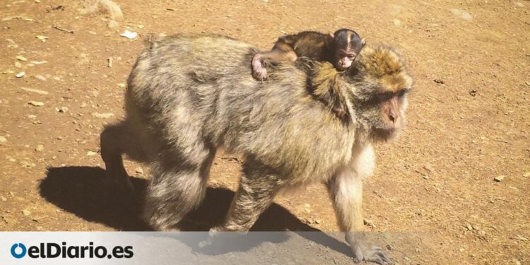 un viaje al Parque Nacional de Ifrane y Azrou