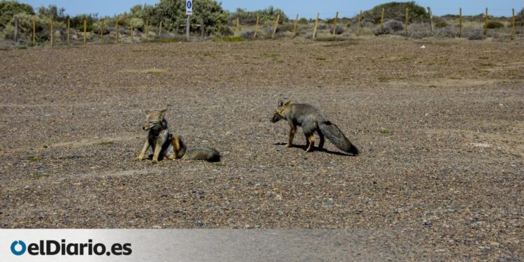 fechas y consejos para disfrutar de uno de los mejores destinos de naturaleza del mundo