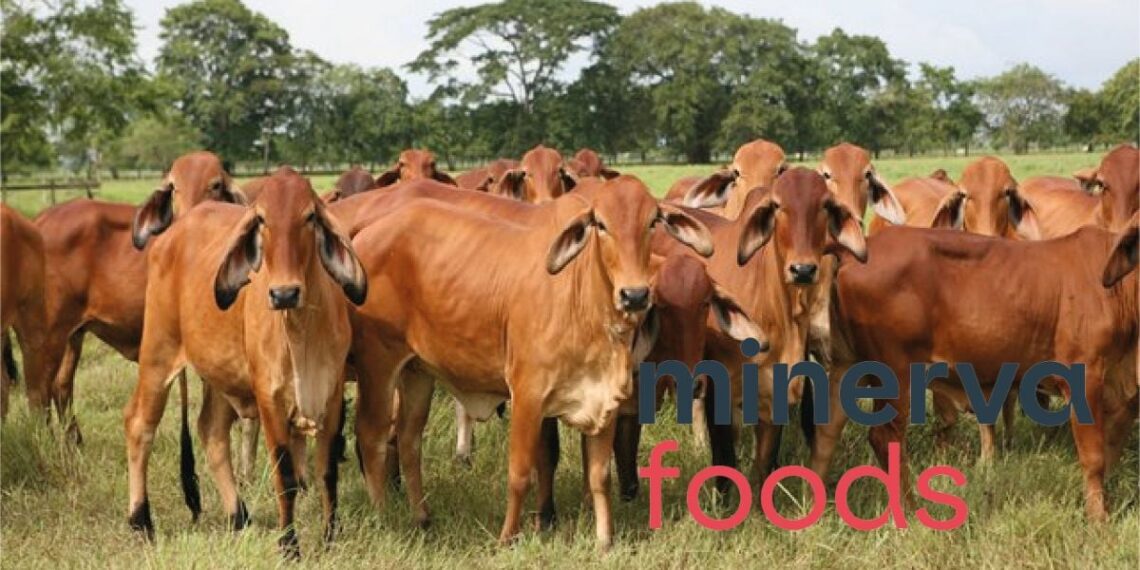 La brasilera Minerva Foods volverá a comprar ganado colombiano para exportar la carne 