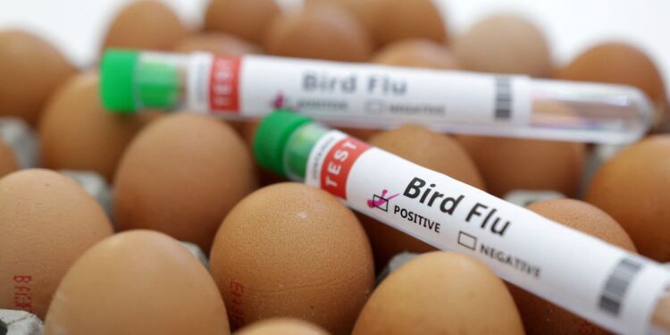 South Africa's RCL Foods culls 410,000 chickens amid bird flu outbreak