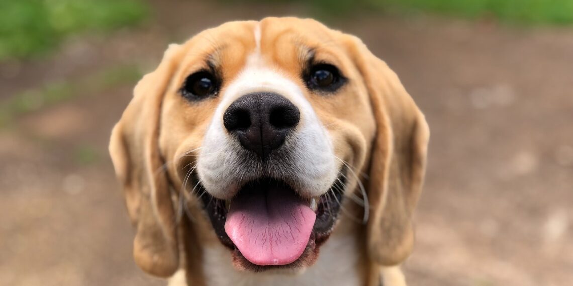El cambio de última hora en la Ley animal y que afecta al nuevo seguro para perros