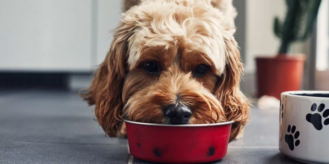 All the foods dogs can't eat