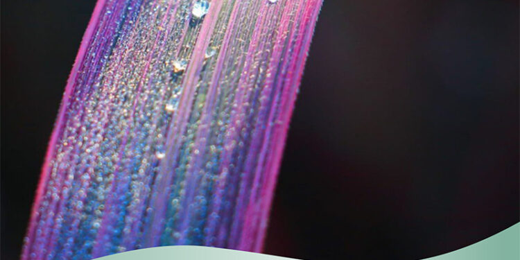 Emerging Rainbow Rice