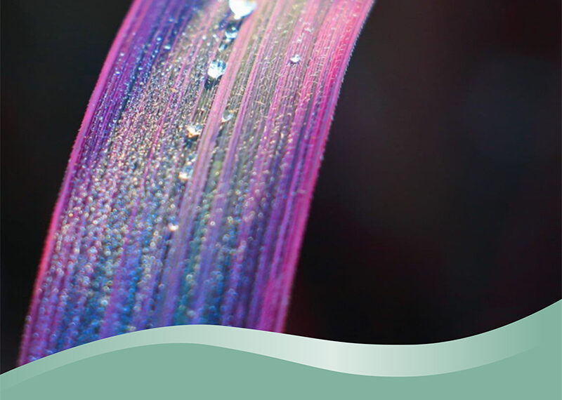 Emerging Rainbow Rice