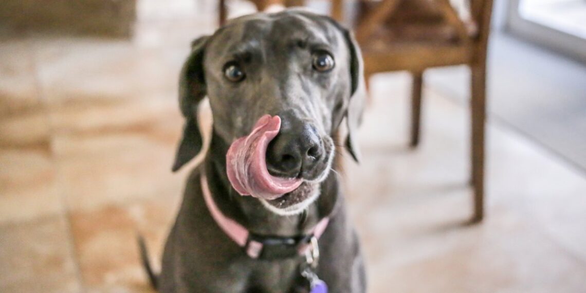 Best Healthy Dog Foods