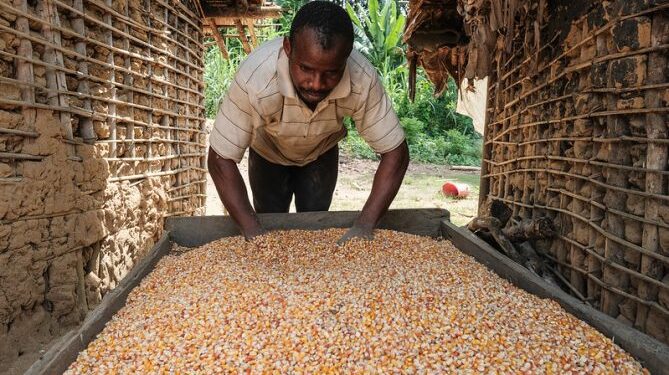 Improving food security in DRC's Yangambi Landscape