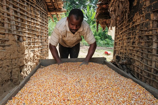 Improving food security in DRC's Yangambi Landscape