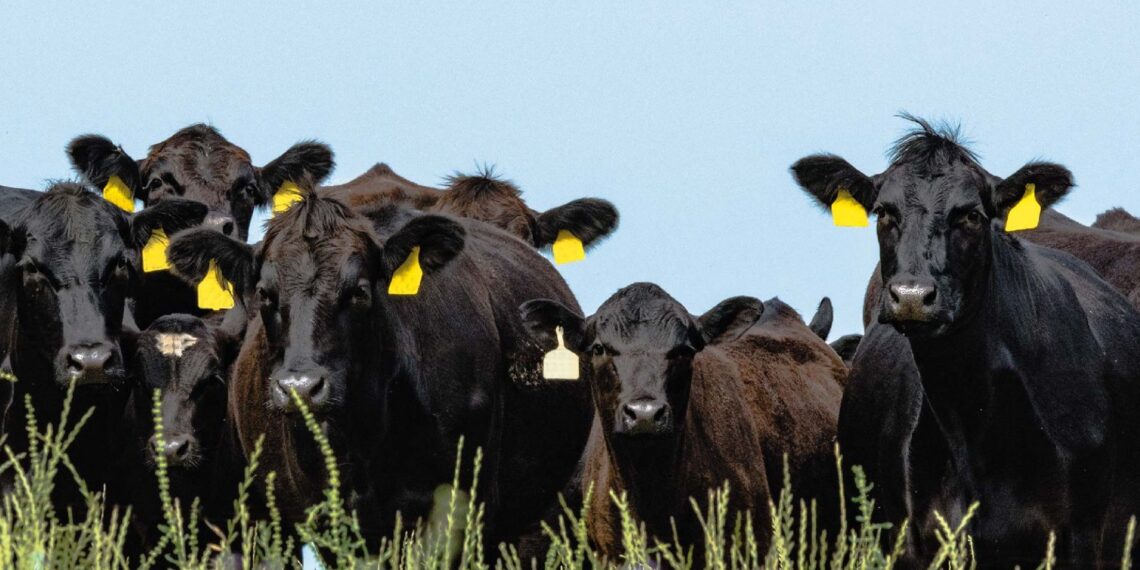Minerva Foods quiere estar más cerca de los productores - Expoagro 2024