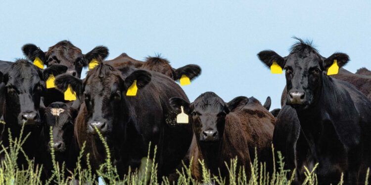 Minerva Foods quiere estar más cerca de los productores - Expoagro 2024