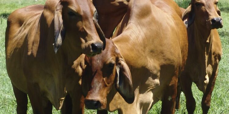 Logo contexto ganadero