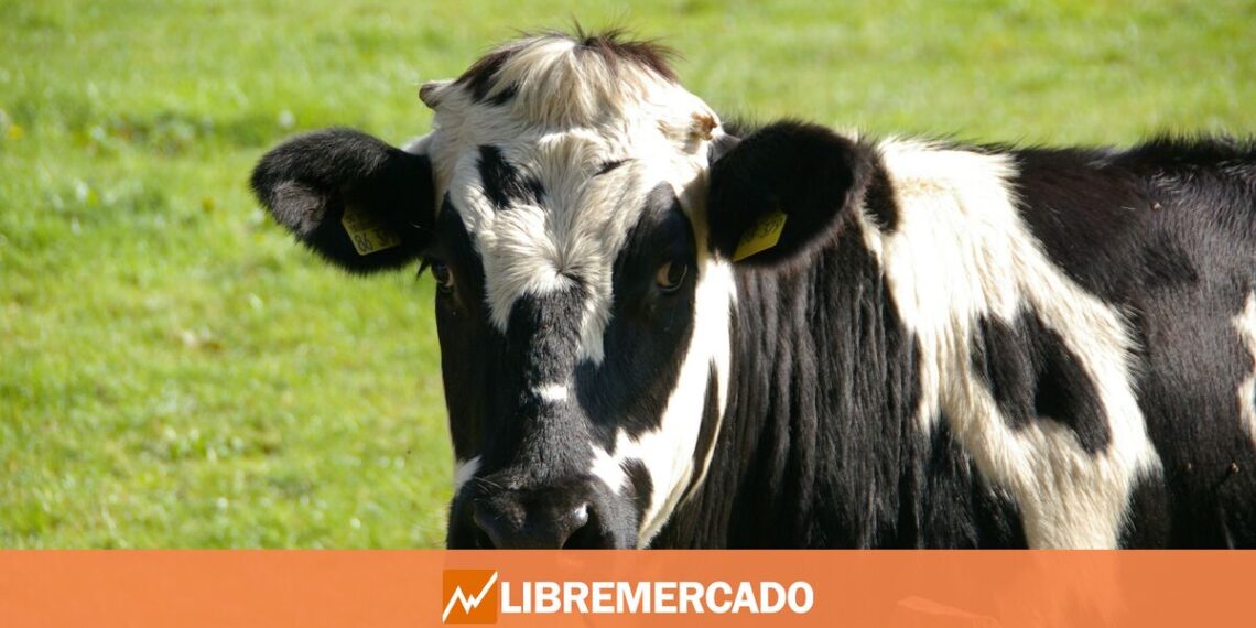 Quién está detrás del nuevo estudio 'ecologista' que pide reducir a la mitad el consumo de carne