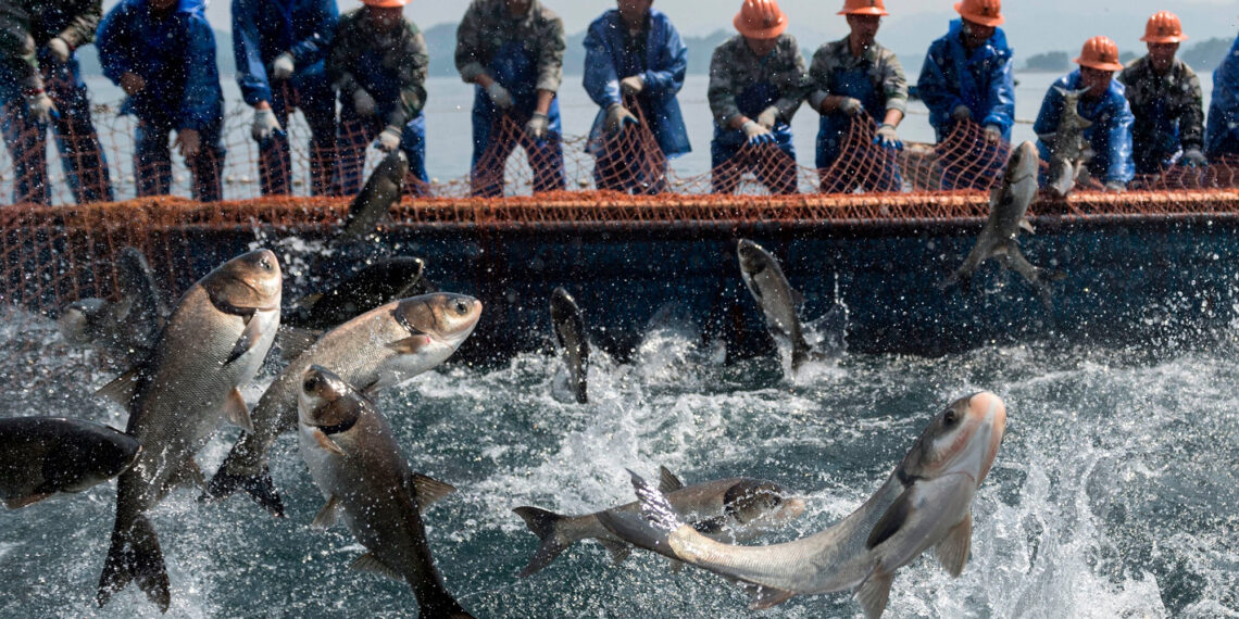 Will the sustainable food of the future come from the blue?