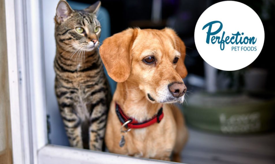 Post acquires Perfection Pet Foods