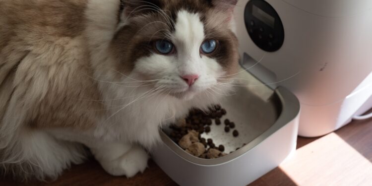 Amazon Great Indian Festival: Avail up to 22% discount on top cat foods