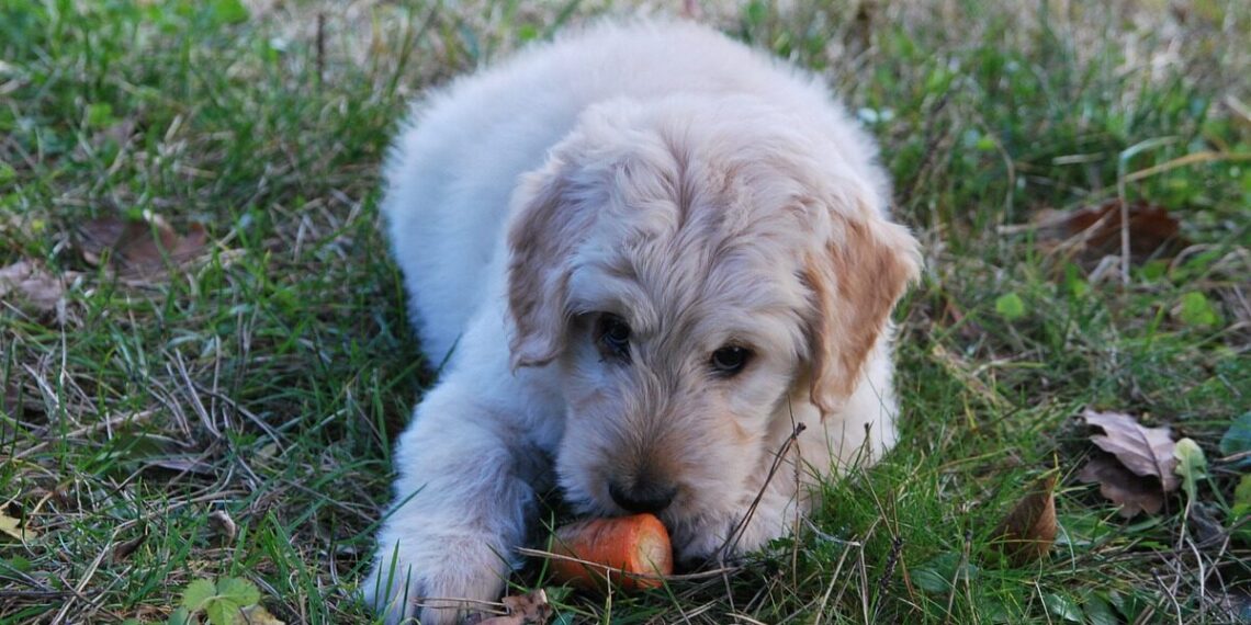 why vegan pet food could help save the planet – Griffith News