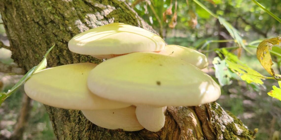 Foraging for wild foods can spice up your fall cuisine