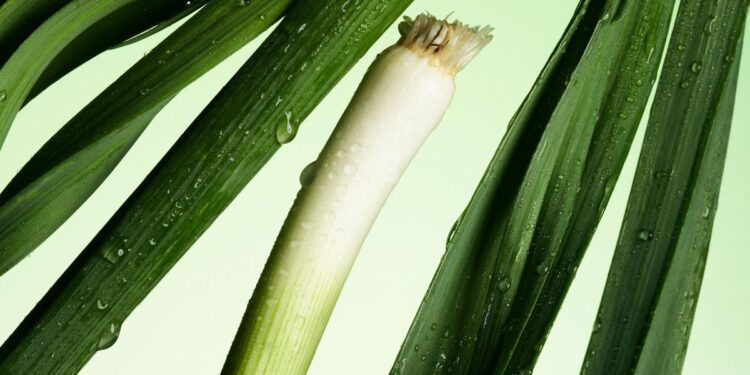 Dan Barber’s Sweet Garleek Available at Whole Foods