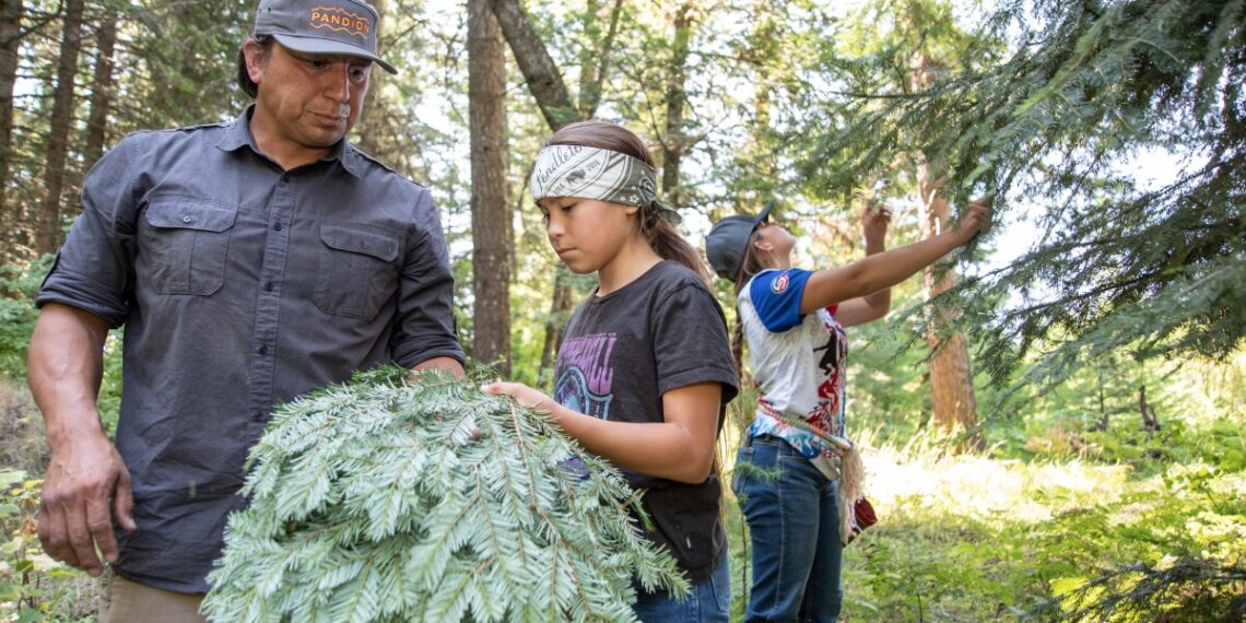 Northwest tribes cultivate land for First Foods, traditional medicines