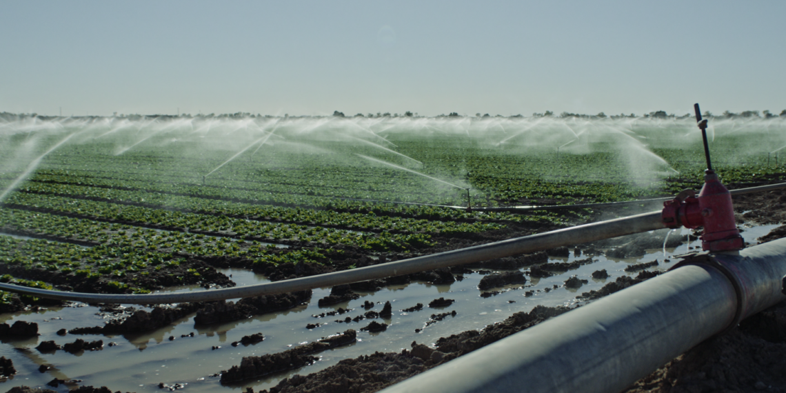 Pathogens in runoff from animal feedlots are finding their way into leafy greens and making America sick.
