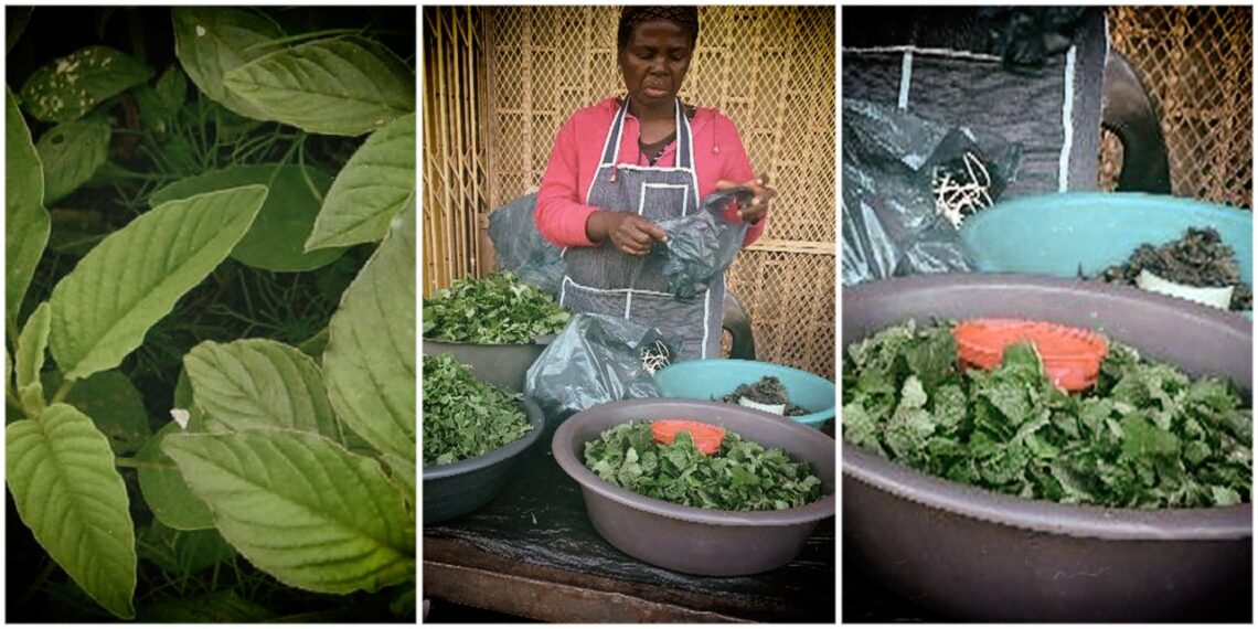 Indigenous foods could help plug nutrition gap, control diseases