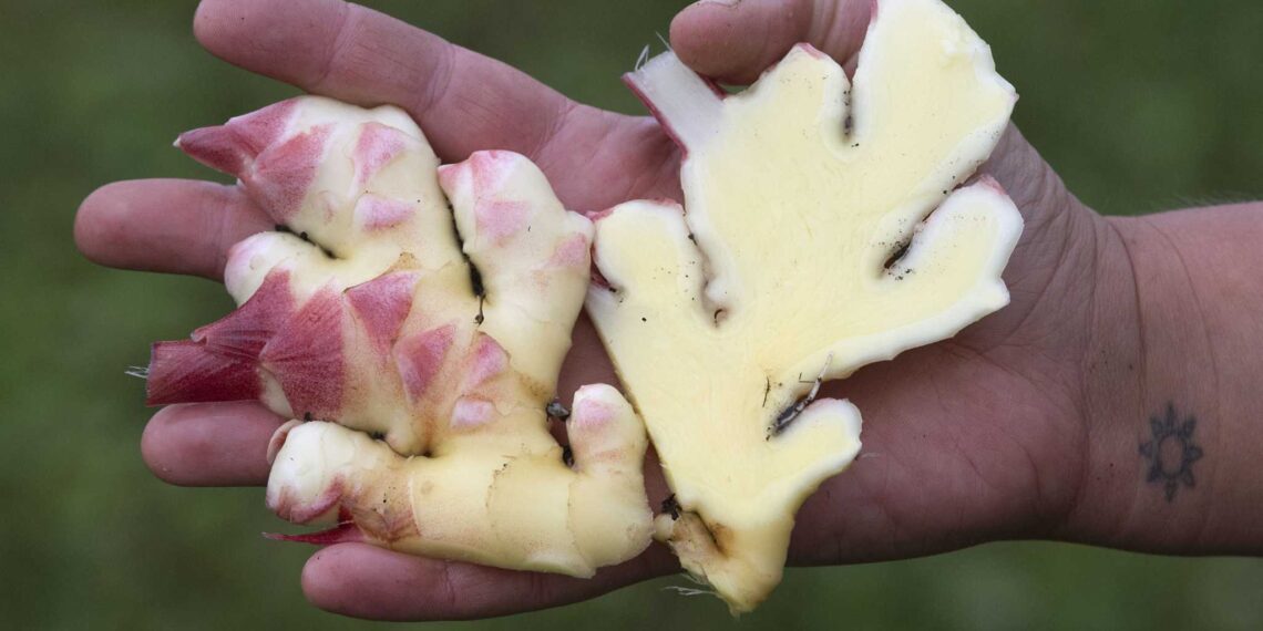 Forts Ferry Farm in Latham growing ginger root to warm winter foods