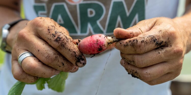 farmer inspects produce