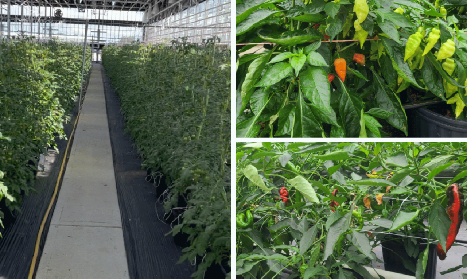 Ark Foods begins first harvest at new R&D greenhouse