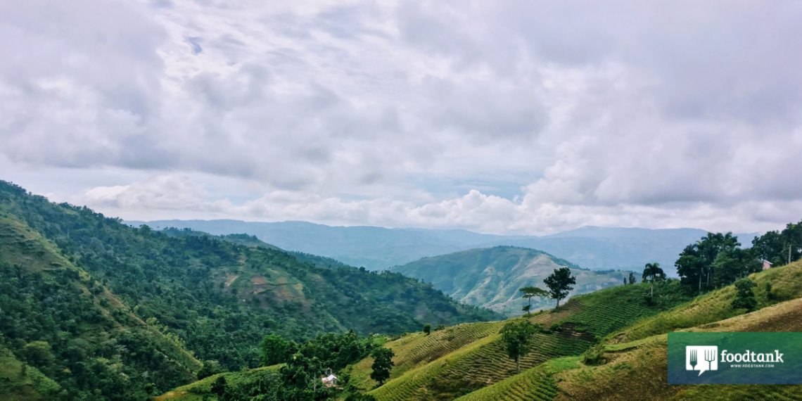 Investing In Local Farmers To Build Food Sovereignty for Haiti – Food Tank