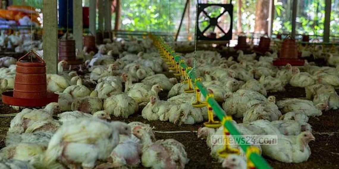 Kazi Farms, Suguna Foods fined Tk 84.4m for market manipulation