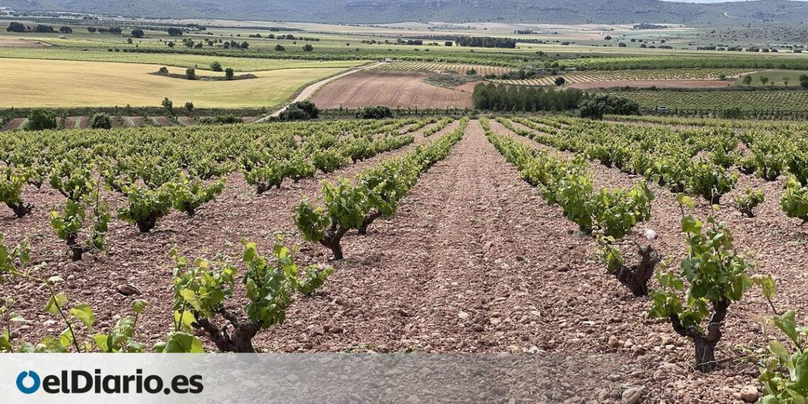 La Ruta del Vino de Almansa se incorpora oficialmente como nuevo destino enoturístico
