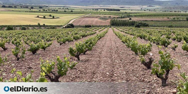 La Ruta del Vino de Almansa se incorpora oficialmente como nuevo destino enoturístico