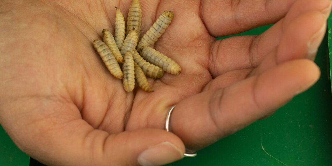 Tyson Foods, one of the biggest meat producers, is investing in insect protein