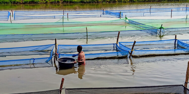 $15 million to MSU-led Fish Innovation Lab extends global food security pursuits through aquatic systems