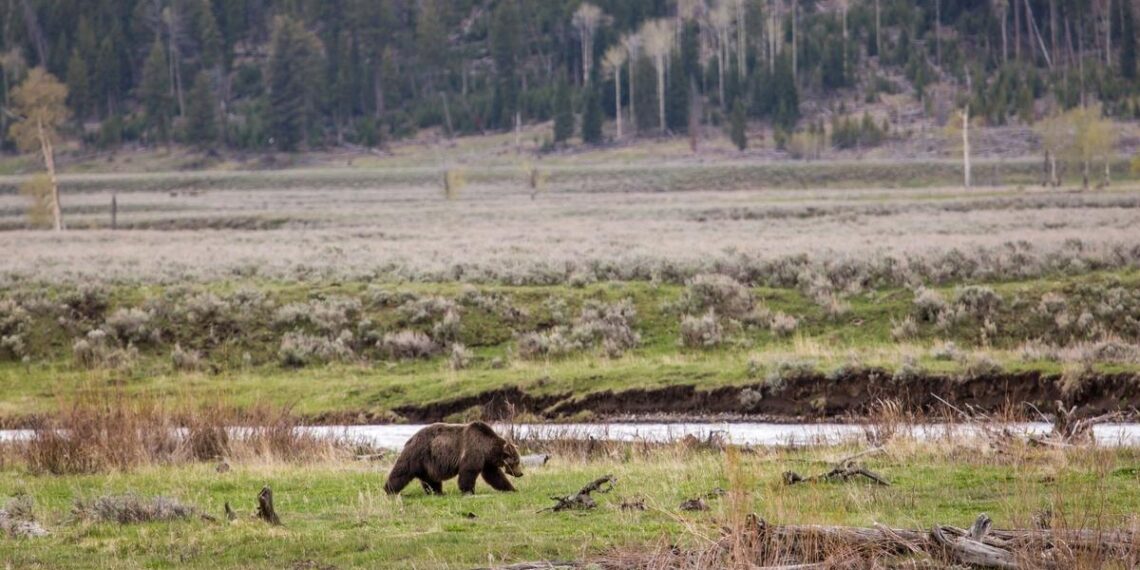 Yellowstone Grizzlies and the Controversy Over Food