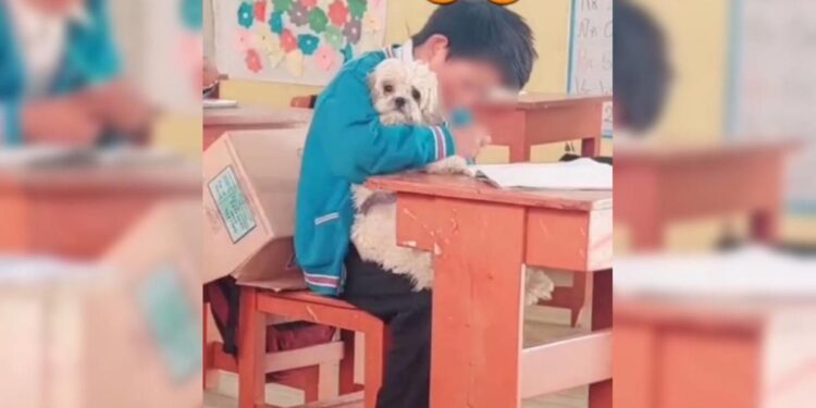 Maestra permite que su estudiante tome clases con su perrita