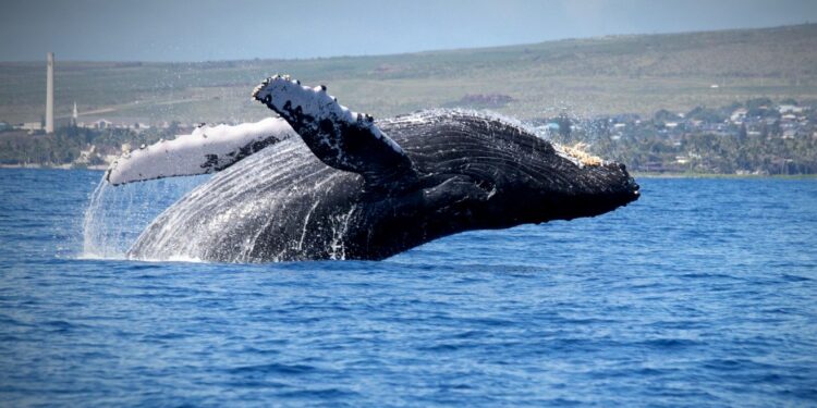 Maravillas de Latinoamérica: Los mejores destinos para avistar ballenas jorobadas