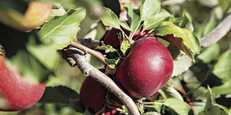 Stakeholders say greater connectivity, accountability in food network needed | General