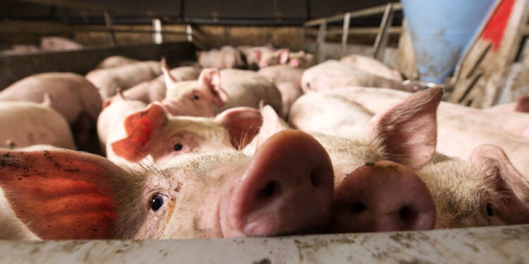 Seaboard Foods shares details about two new hog farms