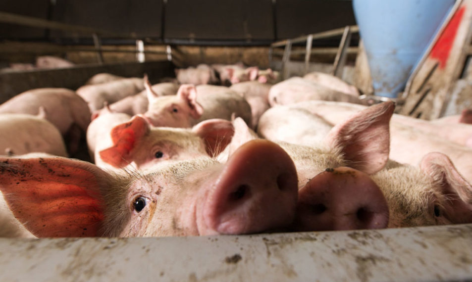 Seaboard Foods shares details about two new hog farms