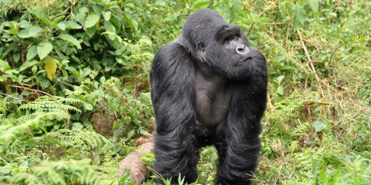 Será África sede de Cumbre Mundial del  Consejo Mundial de Viajes y Turismo » ¡ Uniendo al Caribe !