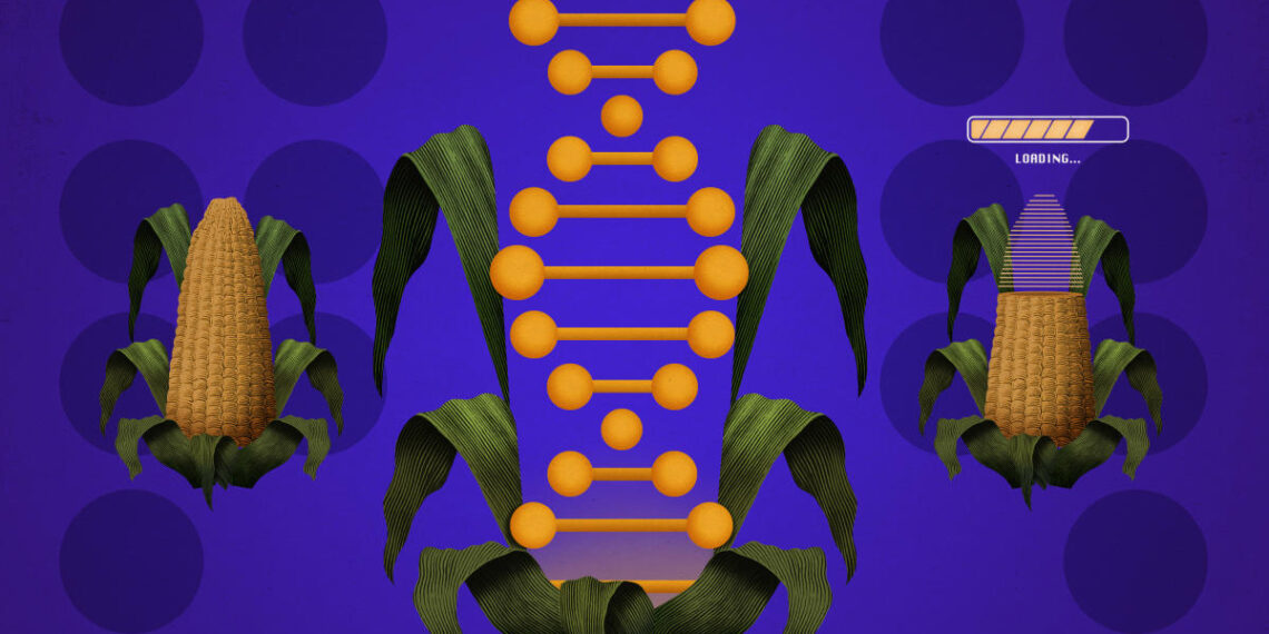 Do I need to worry about GMOs? What to know