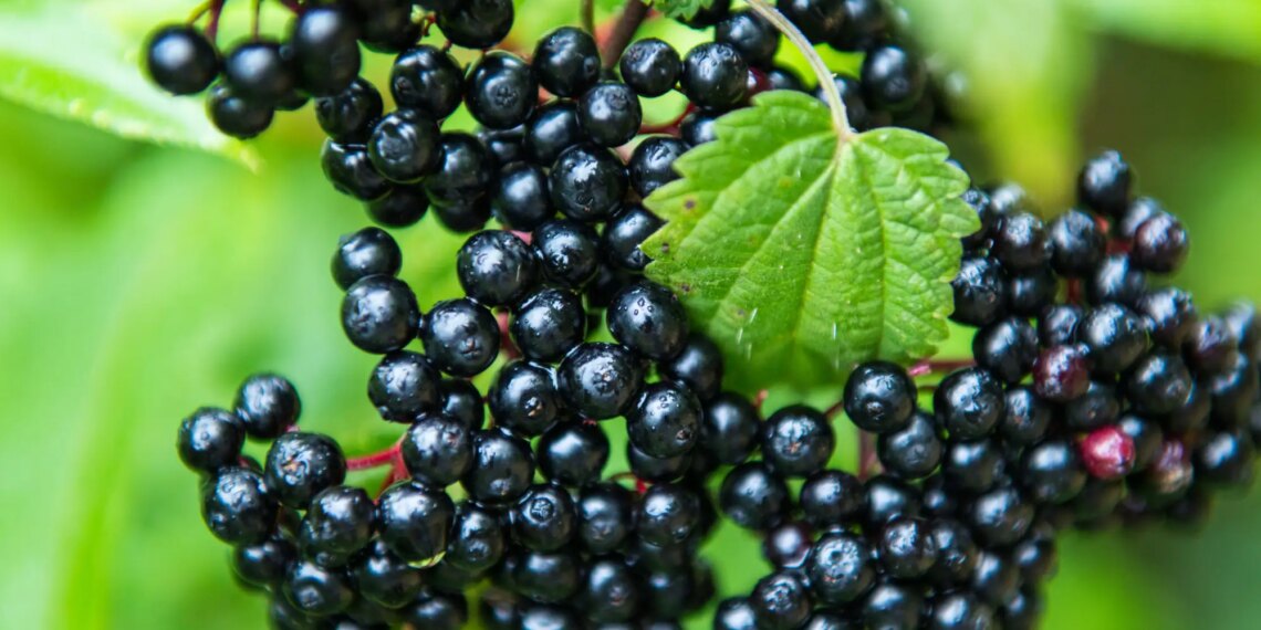 17 Of The Most Dangerous Foods In The World