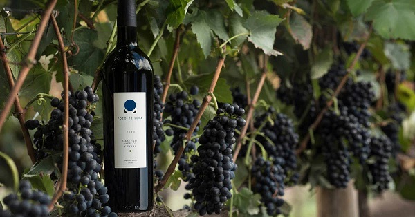 Vino Mexicano, el preferido de los jóvenes, quienes representan el 54% de los consumidores