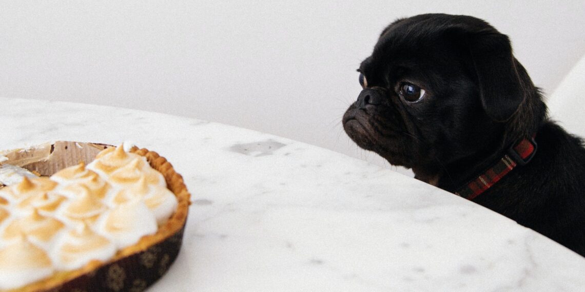 Avoid the vet: 7 pet-safe Thanksgiving foods