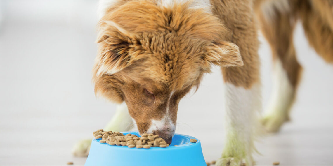 FDA issues salmonella warning for dog food made in Texas