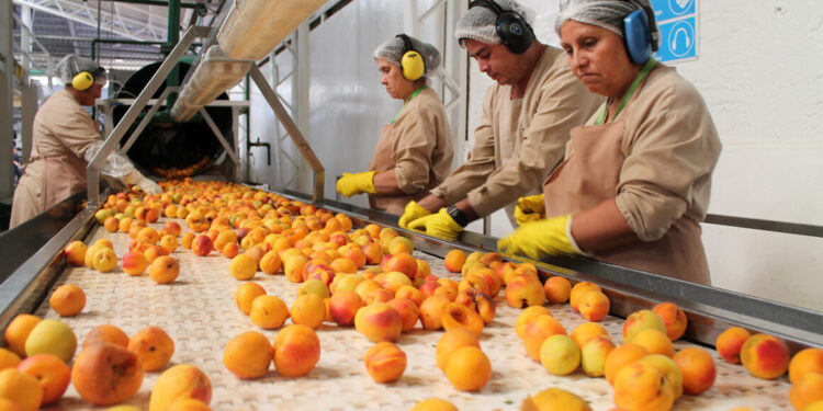Aconcagua Foods busca más de 2 mil trabajadores para sus operaciones en Buin y alrededores