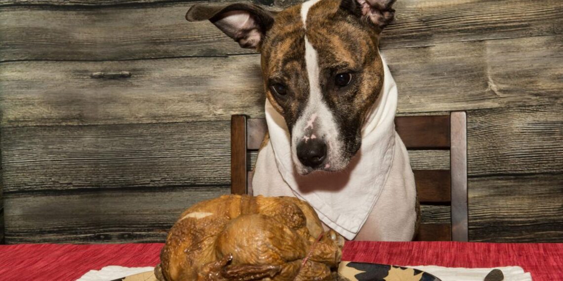 Foods to avoid giving your dog this Thanksgiving | Pets