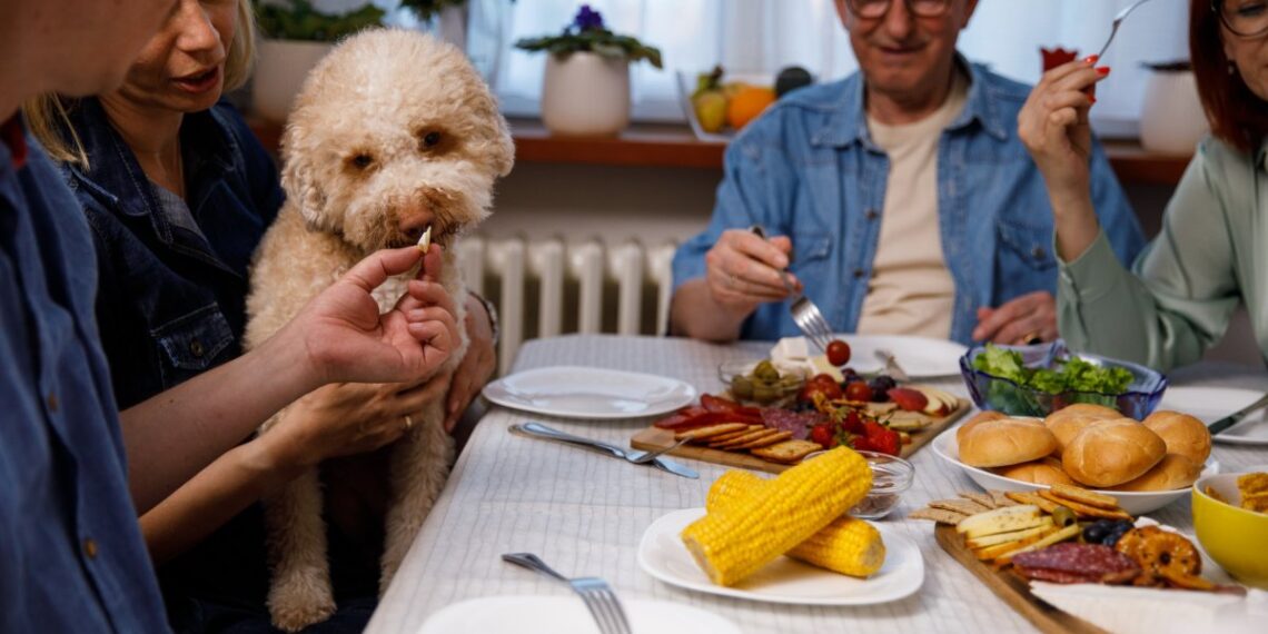 Holiday foods that your dogs and cats should and should not eat – NBC Boston
